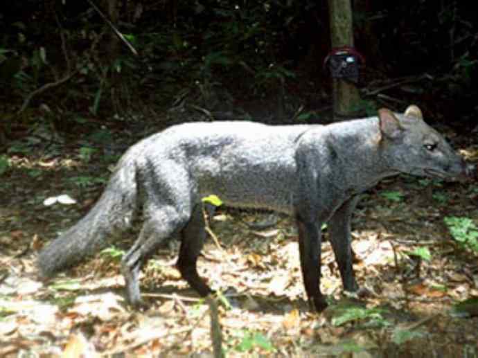 犬科：犬亚科小耳犬属的小耳犬