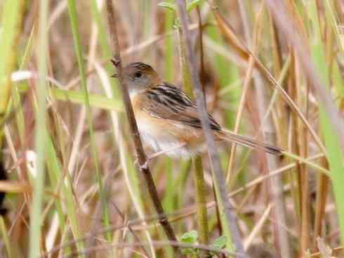 十大鸟类建筑师之四（扇尾莺、缝叶莺）