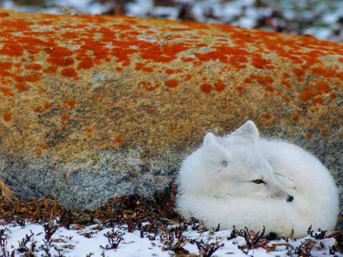 犬科：狐亚科之北极狐（雪鸮、雷鸟）