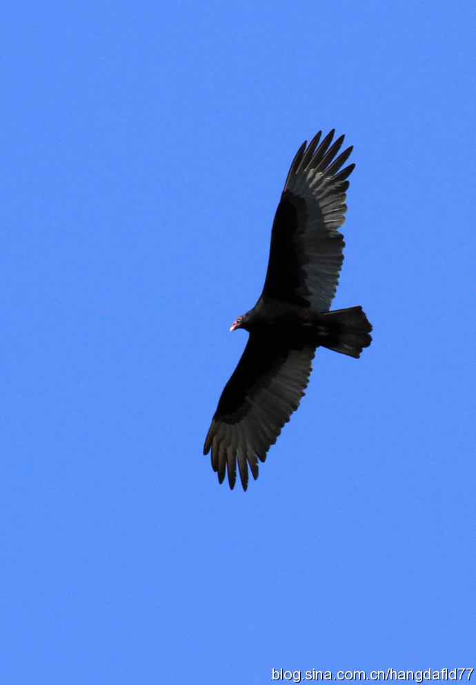 红头美洲鹫 红头美洲鹫