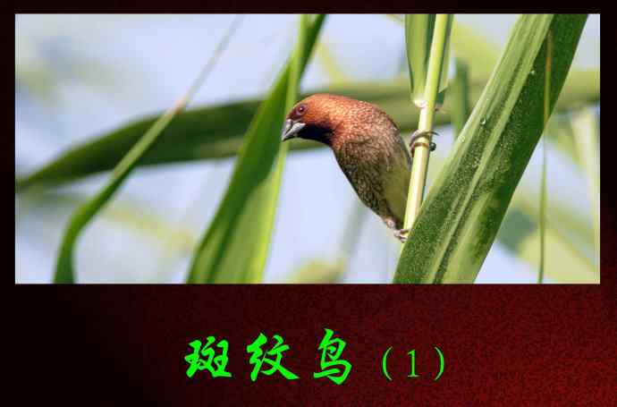 斑纹鸟（1）