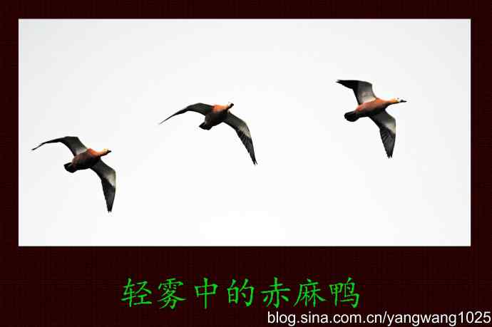 轻雾中的赤麻鸭