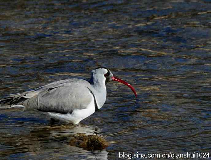 再遇鹮嘴.喜出望外