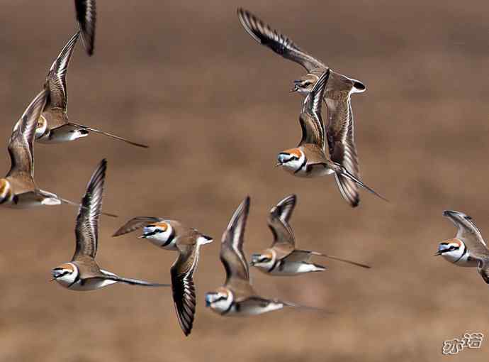 官厅水库&nbsp;wbr路&nbsp;wbr环颈鸻