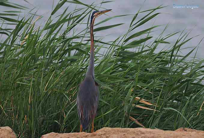 衡水湖：草鹭苍鹭黄苇鳽（终结篇）