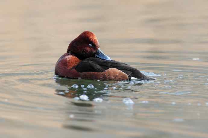 稻香湖的潜鸭☆