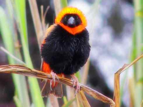 十大鸟类建筑师之二（织布鸟、维达雀）