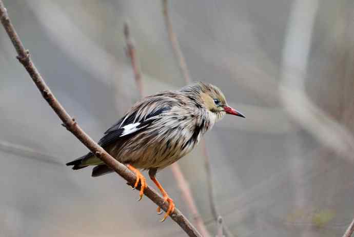 洋县两天观鸟,秦岭如此美妙! 洋县两天观鸟,秦岭如此美妙!