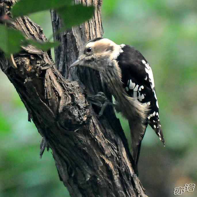 圆明园拍鸟——星头啄木鸟