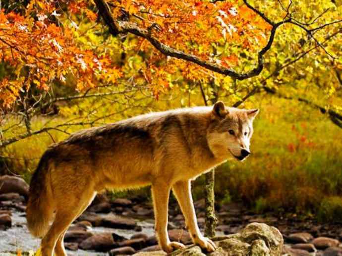 犬科：犬亚科犬属之澳洲野犬、歌唱犬、家犬