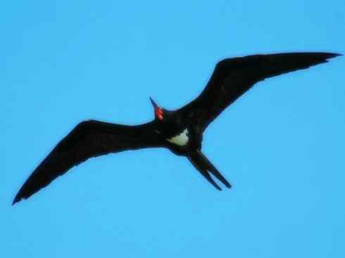 天生猎手：非猛禽类猎手之五（海上霸主军舰鸟、海鸥）