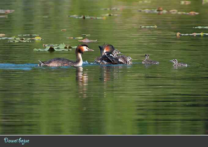 绿意倒映中的pt家园