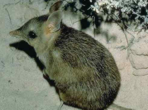 动物世界：山寨还是原创之十三