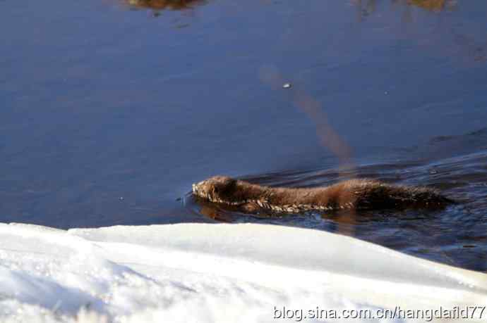 北美水獭 北美水獭