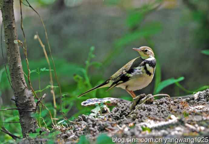 山鹡鸰(1) 山鹡鸰(1)