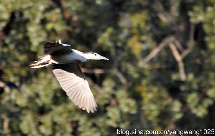 飞翔（夜鹭） wbr1