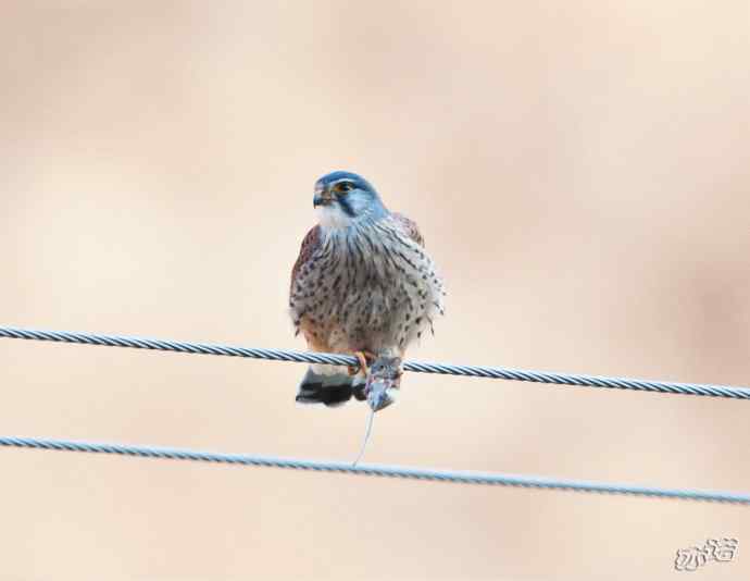 红隼吞鼠全记录（之二）