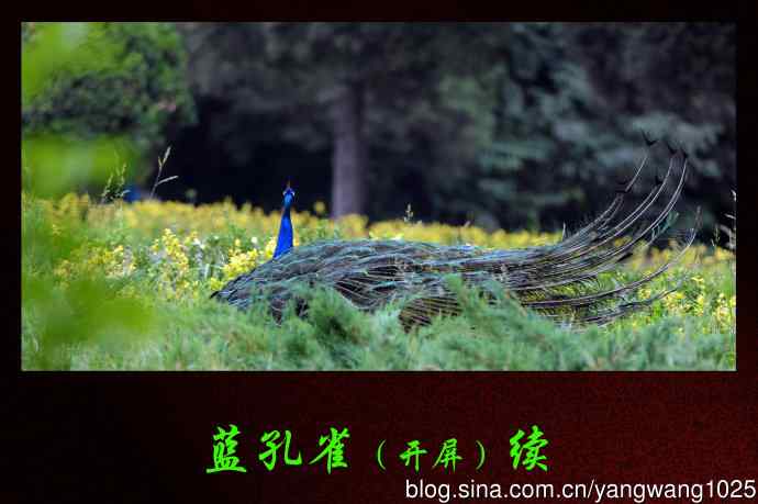 蓝孔雀（开屏）续