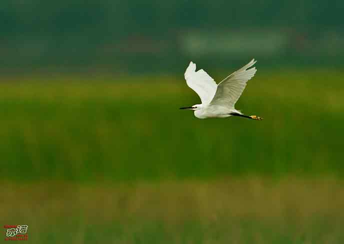 官厅水库&nbsp;wbr路&nbsp;wbr白鹭