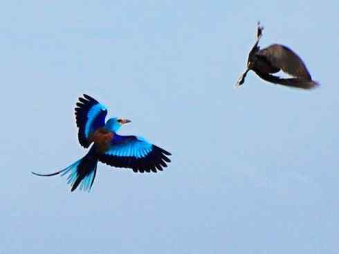 绝色攀禽：佛法僧目之佛法僧2