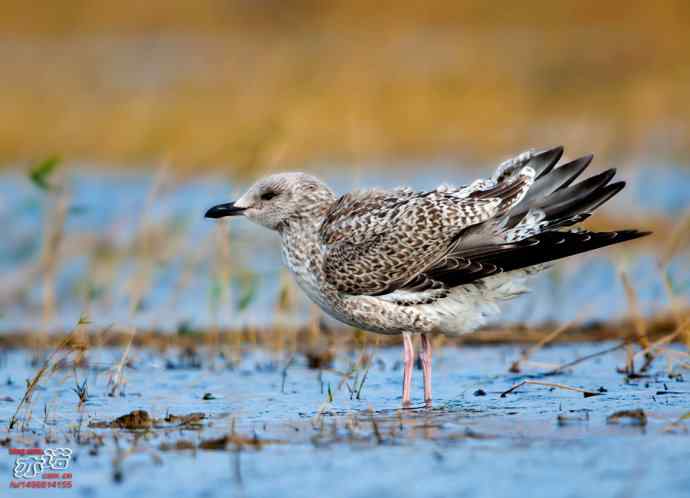 官厅水库&nbsp;wbr路&nbsp;wbr蒙古银鸥