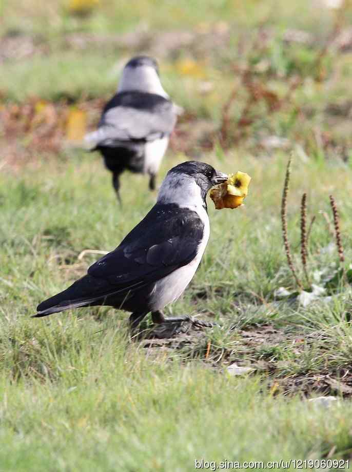 达乌里寒鸦（2）