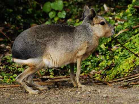 动物世界：山寨还是原创之十四