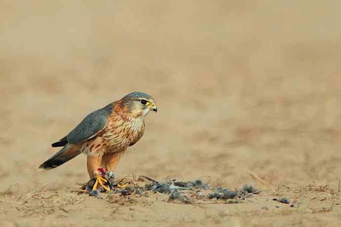 野鸭湖雌雄灰背隼