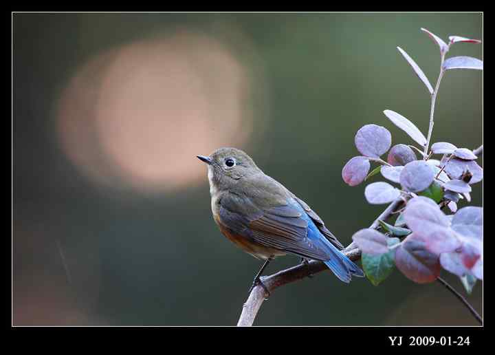 武汉观鸟会初级观鸟讲座[第12课]——早春踏青