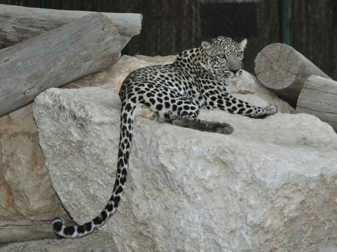 犬科：薮犬亚科豺属之豺