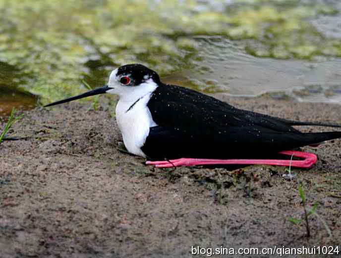 美丽优雅黑翅长脚鹬,就要当爸爸妈妈了