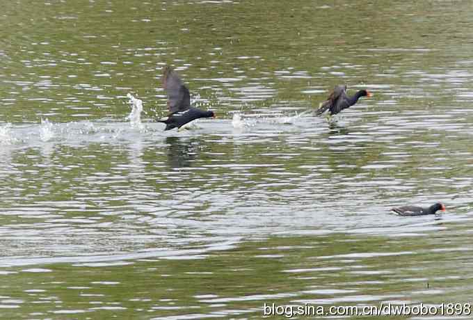 沙河观鸟 沙河观鸟