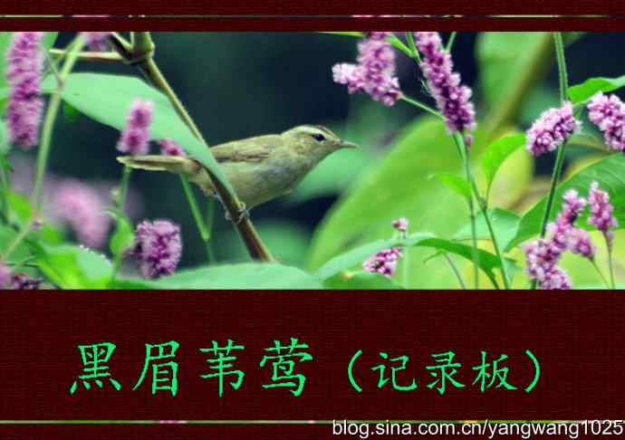 今秋第一次拍侯鸟儿（黑眉苇莺）