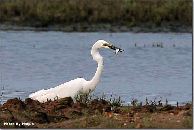  点击图片或使用键盘← →翻页