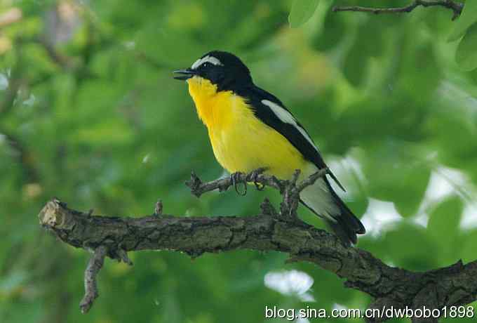 鸣音悦耳滴艳鸟--白眉姬鹟
