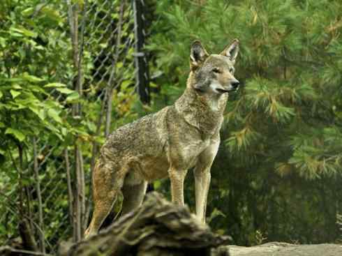 犬科:犬亚科犬属之郊狼、红狼 犬科:犬亚科犬属之郊狼、红狼