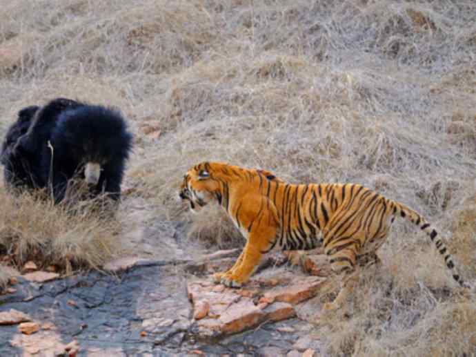 盘点十二大著名食蚁动物:懒熊 盘点十二大著名食蚁动物:懒熊