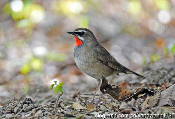 红喉歌鸲（12）