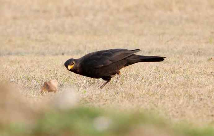 瑞典国鸟--乌鸫