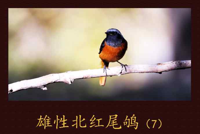 雄性北红尾鸲（7）