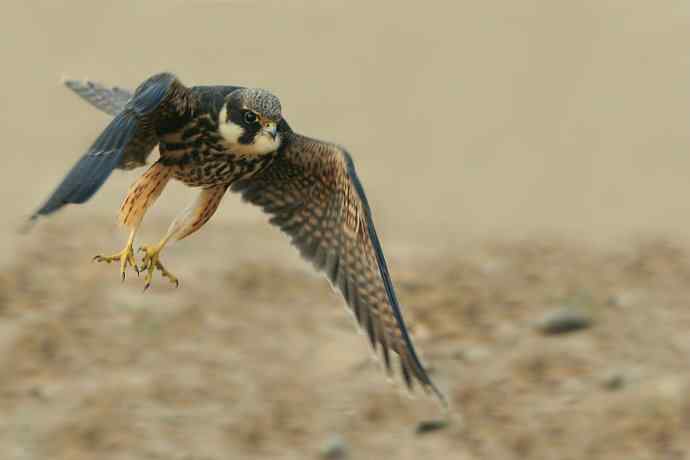 看图说隼（下）