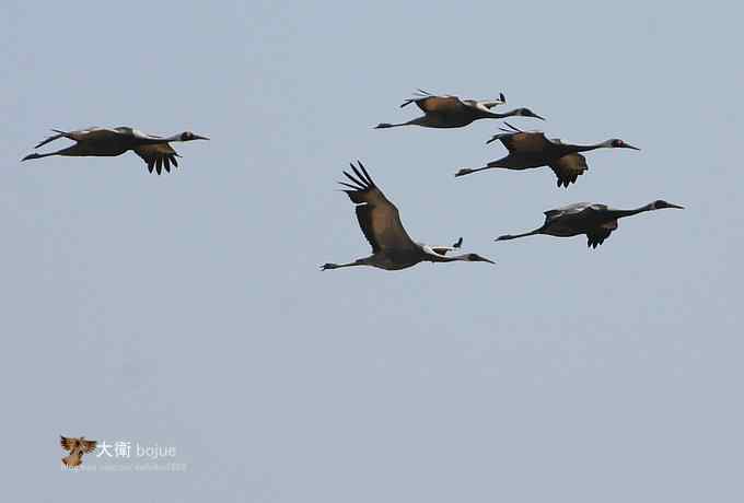 野鸭湖：白枕鹤与雁鸭群飞的春天写意