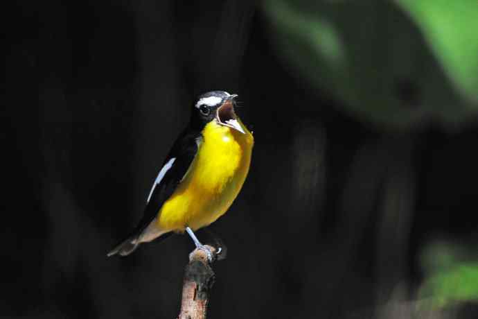 雄性白眉姬鹟（6）