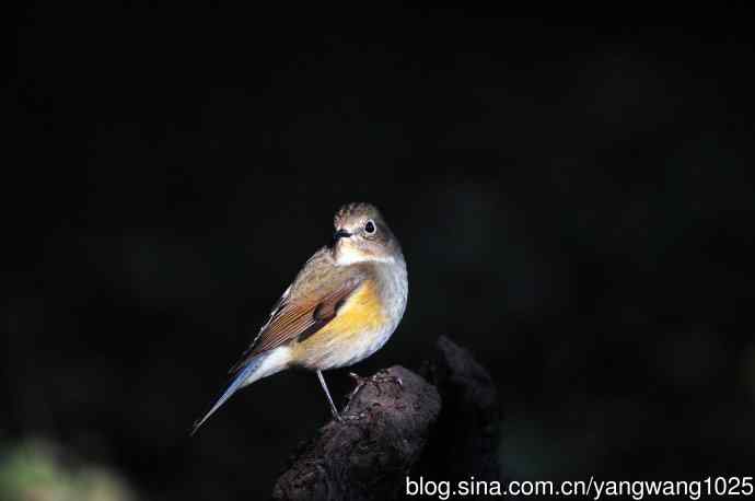 雌性红胁蓝尾鸲（60）