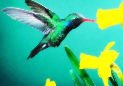 猎奇:十大奇异鸟类之四(伞鸟、蜂鸟、雨燕)