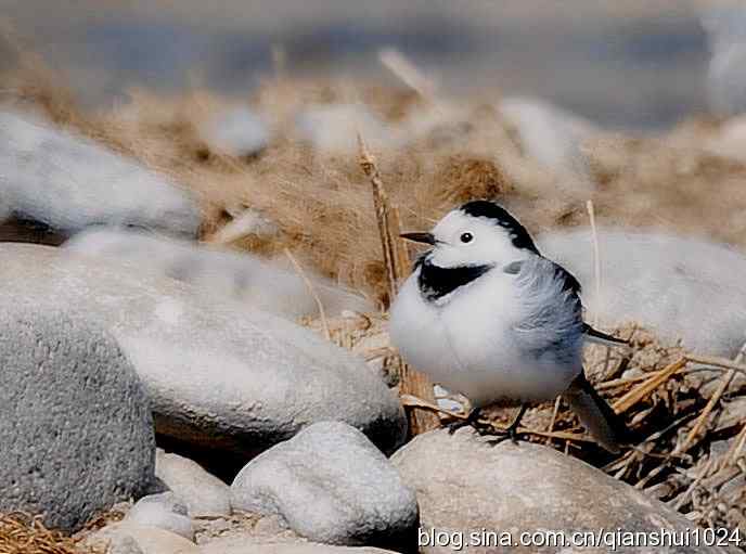 爱干净的小鹡鸰(十渡) 爱干净的小鹡鸰(十渡)