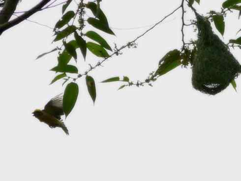 家禽驯化之源之二十四