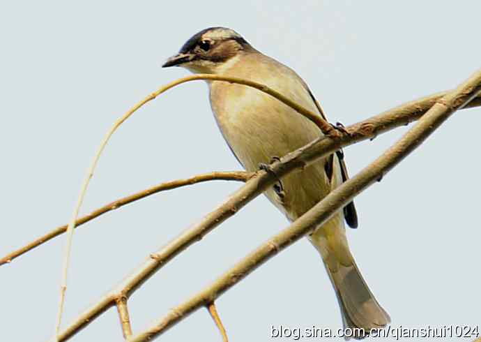 白头鹎的快乐生活(玉渊潭)