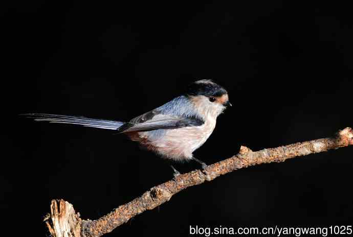 银喉长尾山雀（2）
