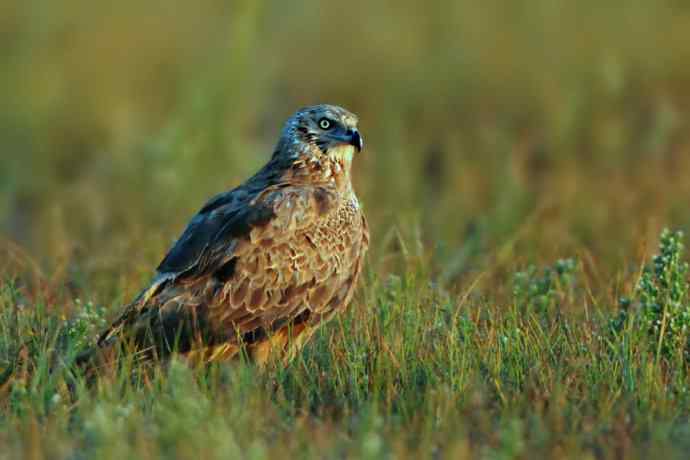 伍猛登科鈥斺斅涞匕嬷写笮兔颓